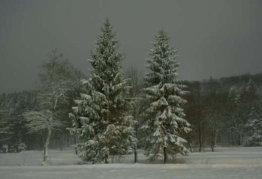 Trees in winter landscape at night