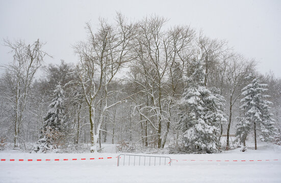 Trees on parking lot during snowfall