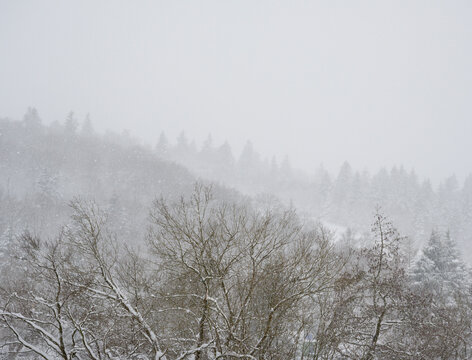 Trees and hills in winter