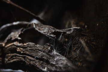 spider web on wood in the dark, forest and plant, black and white background