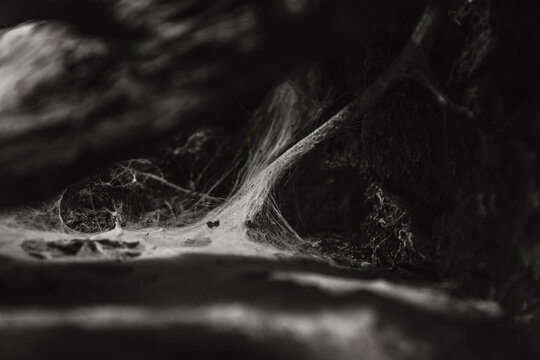 Spider Web On Wood In The Dark, Forest And Plant, Black And White Background