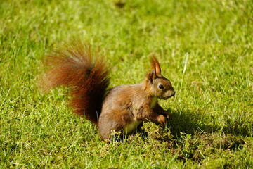 Red squirrel or Eurasian red squirrel asks for food  (Sciurus vulgaris) Sciuridae family. Hanover, Germany