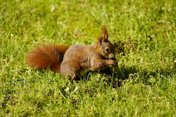 Red squirrel or Eurasian red squirrel asks for food  (Sciurus vulgaris) Sciuridae family. Hanover, Germany