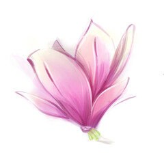 Watercolor Magnolia, spring flower on white background, floral clipart, isolate
