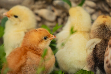 little chicks stand near their mum chicken in the green grass