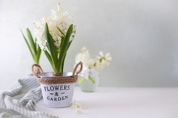 Vase with white hyacinth on a light background