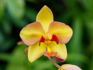 Fototapeta na wymiar Spathoglottis Jane Goodall orchid, name after renown primatologis in Singapore Botanic Gardens