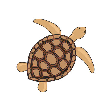 Turtle vector illustration. Sea life. Isolated on white background.