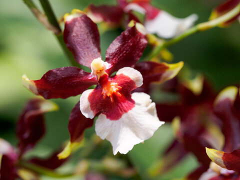 Oncidioda Hula Halau 'Volcano Splendor' - Dancing Lady Orchid  in Singapore Botanic Gardens