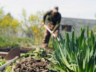 The concept of private agriculture. Blurred image of an elderly pensioner working with a hoe on the ground against the background of a growing onion.