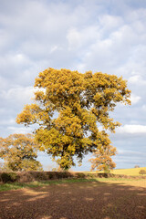 Rural autumn scenery in the UK.