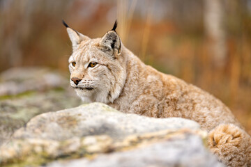 Obraz premium Close-up of a beautiful eurasian lynx sitting in the forest