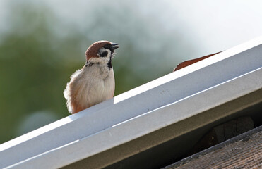 Sparrow at the roof