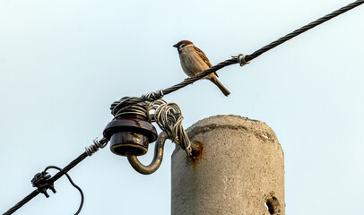 Sparrow at the wire