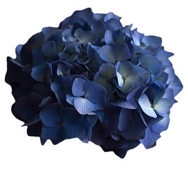 blue hydrangea  isolated on transparent or white background, png