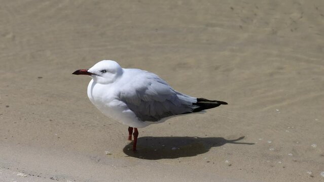 Close-up Footage of Red-billed Gull Standing on Sand by the Water