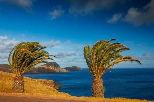 Madeira landscape with a palm tree, background of Madeira