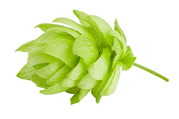 green hop, isolated on white background, full depth of field