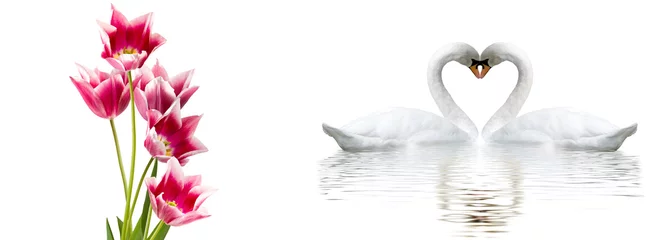 Foto op Canvas Romantic banner. Two swans form a heart shape with their necks © cooperr