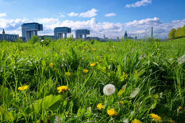 Gr&uuml;ne Wiese mit K&ouml;lner Skyline im Hintergrund