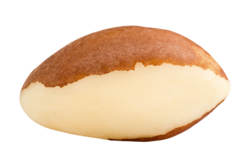 brazil nut, isolated on white background, full depth of field