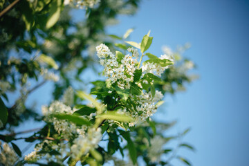 The bird cherry is in bloom. Close-up of a flowering tree with small white inflorescences. View of the flowering bird cherry in spring