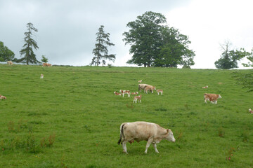 Cows in the meadow