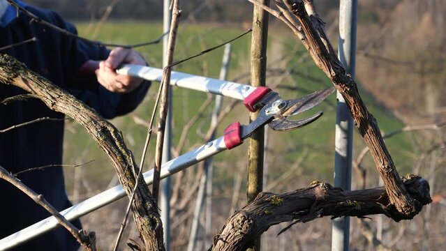 caucasian italian man farmer fail using large garden scissors heroic branch trimming in wine farm 4k y 4k footage