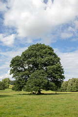 tree in the field