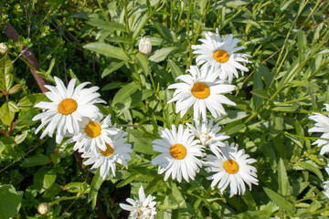 Fototapeta premium Daisies in the grass