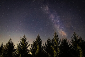 Fototapeta na wymiar Milky Way and Pine Trees