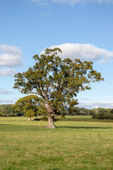 Old oak tree in a meadow.