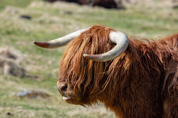 scottish highland cow portrait
