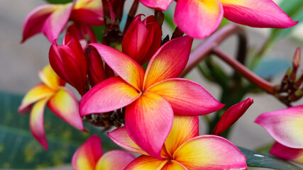 Fototapeta premium Beautiful Frangipani Flower - pink and yellow colorful close up frangipani flower
