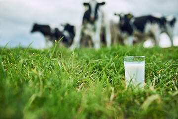 Field, closeup glass of milk and cows in the background of a farm. Farming or cattle, dairy or nutrition and agriculture landscape of green grass with livestock or animals in countryside outdoors - obrazy, fototapety, plakaty