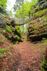 Magical enchanted fairytale forest, sandstone rocks named Kleinhennersdorfer Stein and ancient gorge at the hiking trail in the national park Saxon Switzerland, Bad Schandau, Germany.