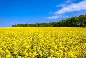 Obraz premium Yellow blossom of a rapeseed field in bloom in the northern Germany in springtime 