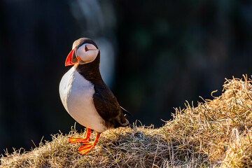 atlantic puffin or common puffin or common puffin