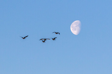 Nonnengänse am Himmel mit Mond.