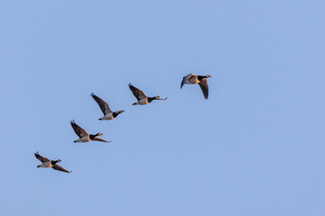 Nonnengänse im Flug.