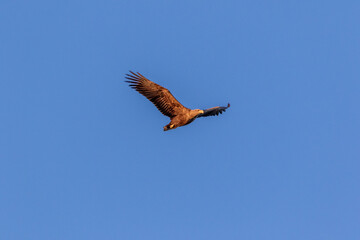 Seeadler im Flug von der Sonne angestrahlt.
