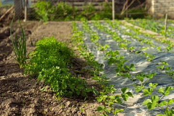 Strawberry beds in sunlight in a household garden. Top view. Agriculture, nature background