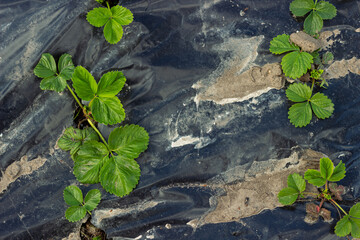 Strawberry beds in sunlight in a household garden. Top view. Agriculture, nature background