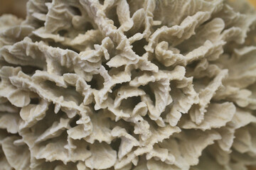 Fototapeta na wymiar old coral texture