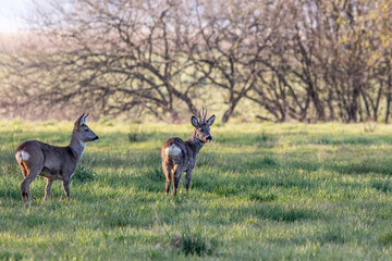 Reh und Rehbock auf einer Wiese.