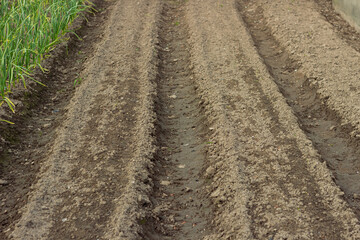 Beautiful vegetable garden with greenhouses potato beds and black soil great design for any purposes Home backyard