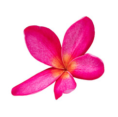 Pink frangipani flowers blooming branches on isolated transparent background.Floral object