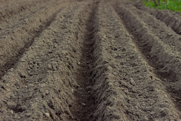 Beautiful vegetable garden with greenhouses potato beds and black soil great design for any purposes Home backyard