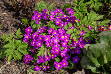 Fototapeta na wymiar Verbena flowers are lilac pink on a green background on a clear sunny day. Plants flora agriculture landscaping ecology.
