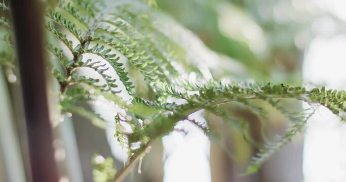 Close up of green thick leaves of fern in slow motion